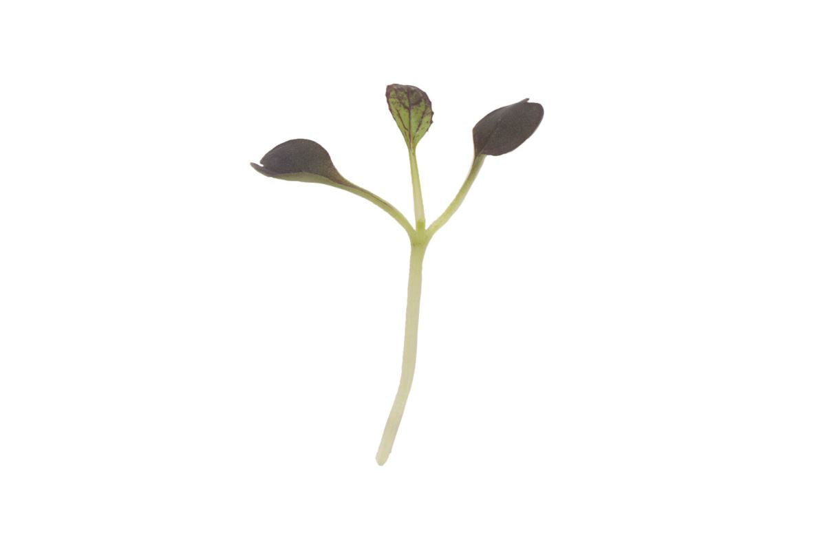 Pac Choi, Red Pac – Microgreen Seed